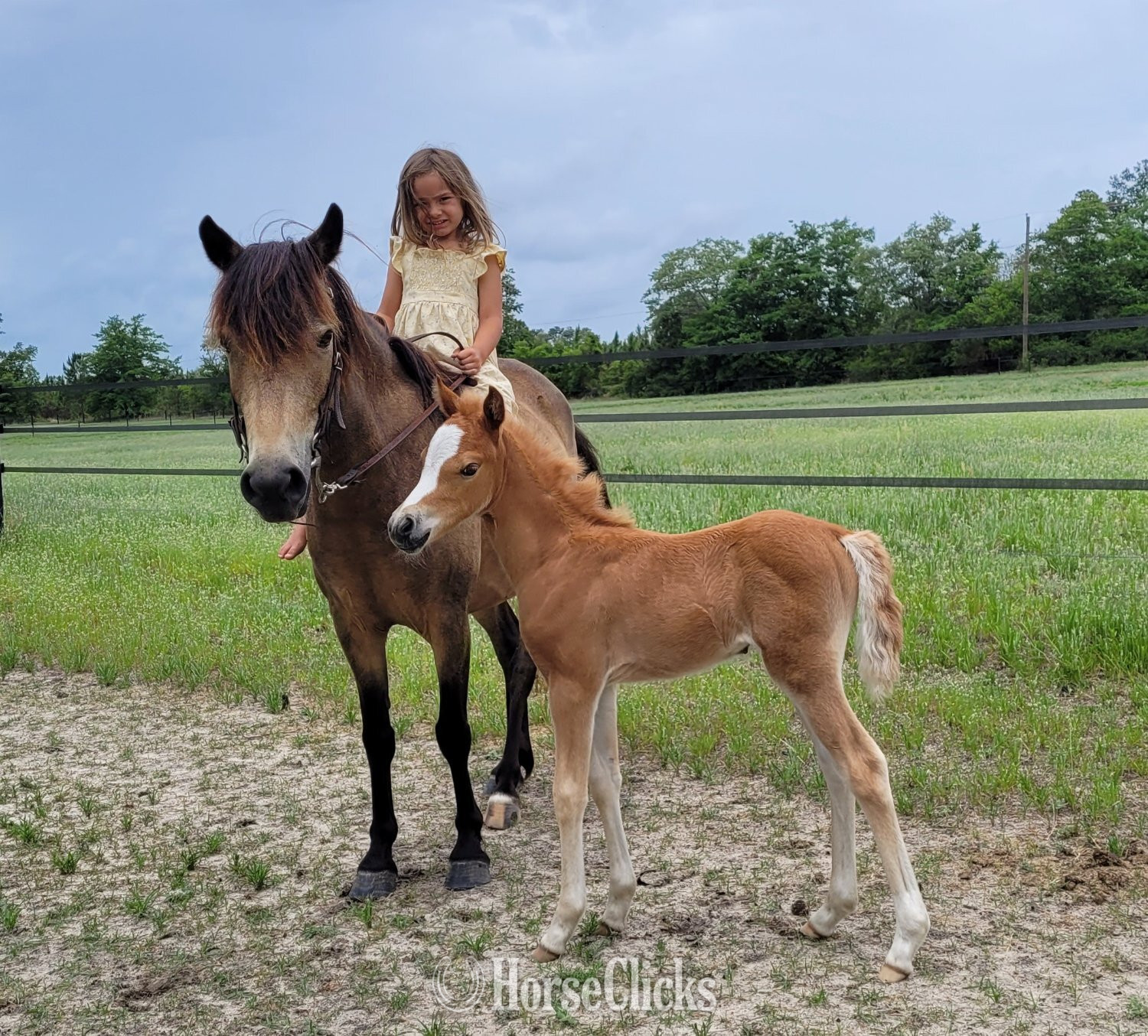 "HH Cinnamon Sugar" Chestnut Mare Welsh Pony in South Carolina