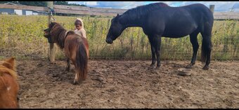 "Stevie" Black Mare Appaloosa
