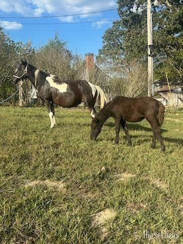 "Faith and Sable" Tabiano Mare Curly in Missouri