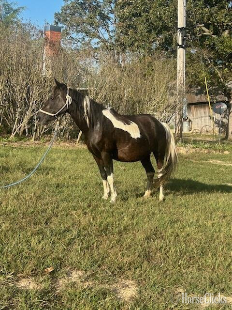 "Faith and Sable" Tabiano Mare Curly