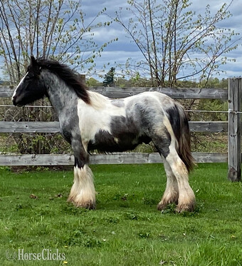 "GDLÎ Jack" Blue Roan Colt Gypsy Vanner