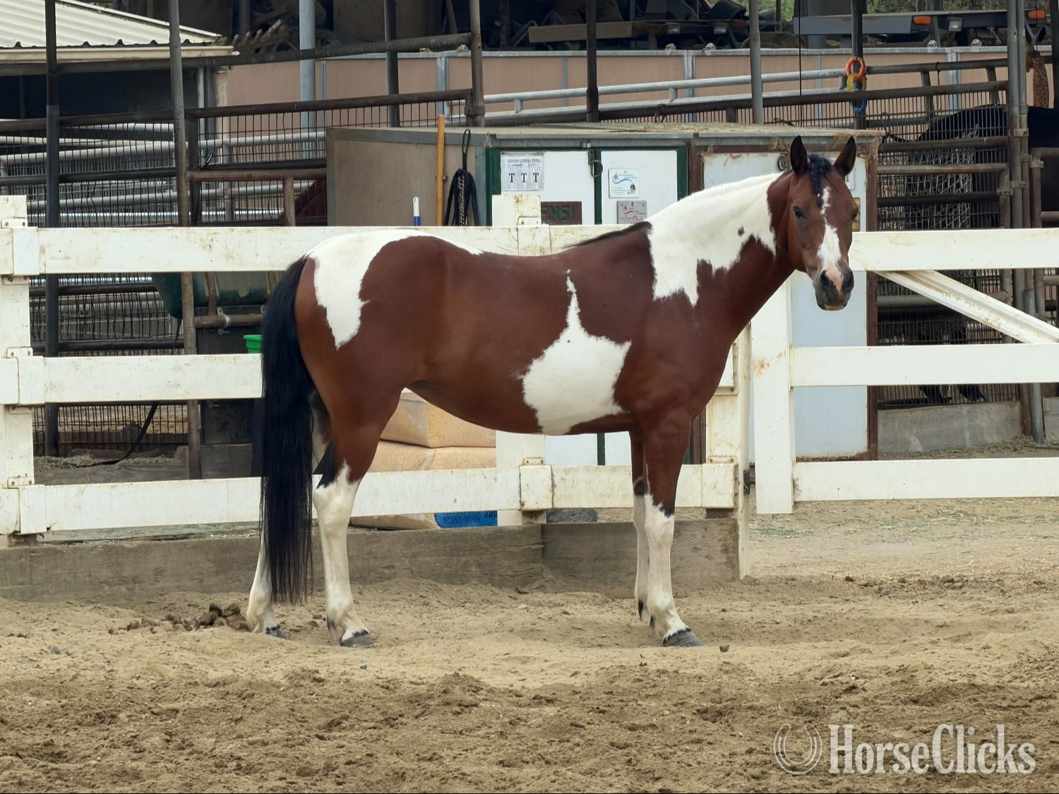 "HONEY" Tabiano Mare Pony in California