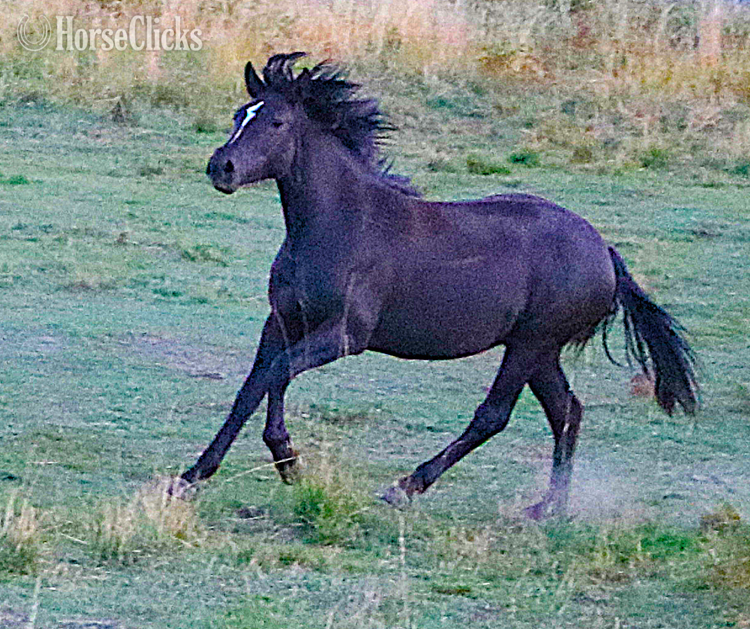 "Gracia Shalome de Jalon" Brown Filly Andalusian in New Mexico