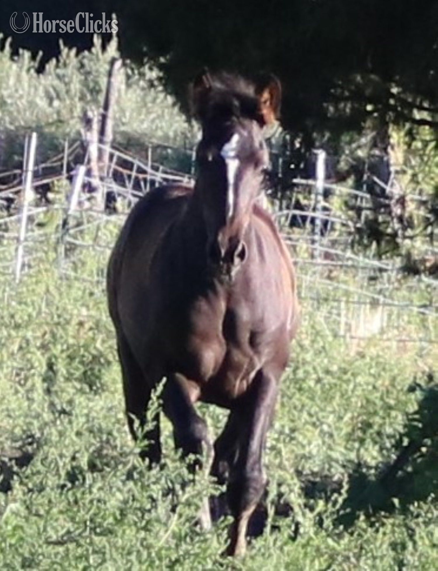 "Gracia Shalome de Jalon" Brown Filly Andalusian