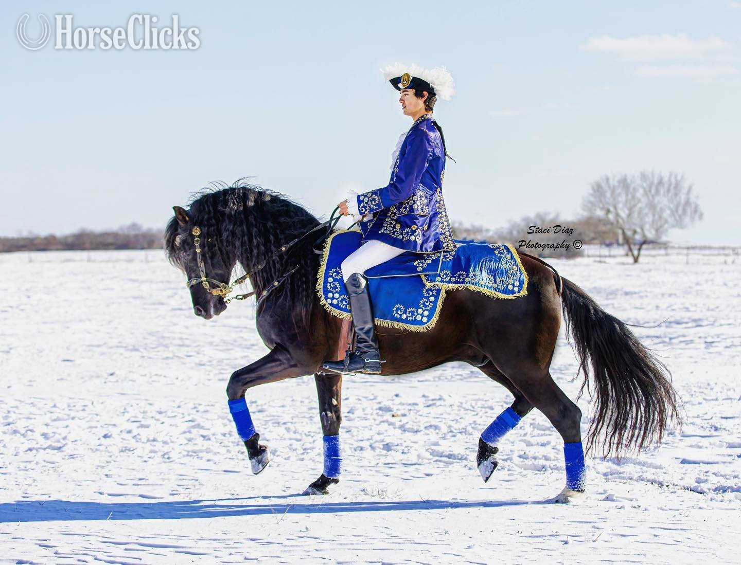 New Mexico "Gracia Shalome de Jalon" Brown Filly Andalusian