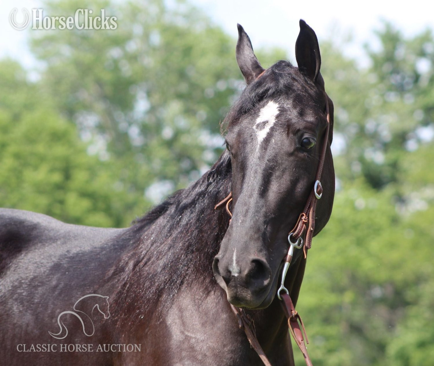 "JENNA MIGHTY" Black Mare Tennessee Walker
