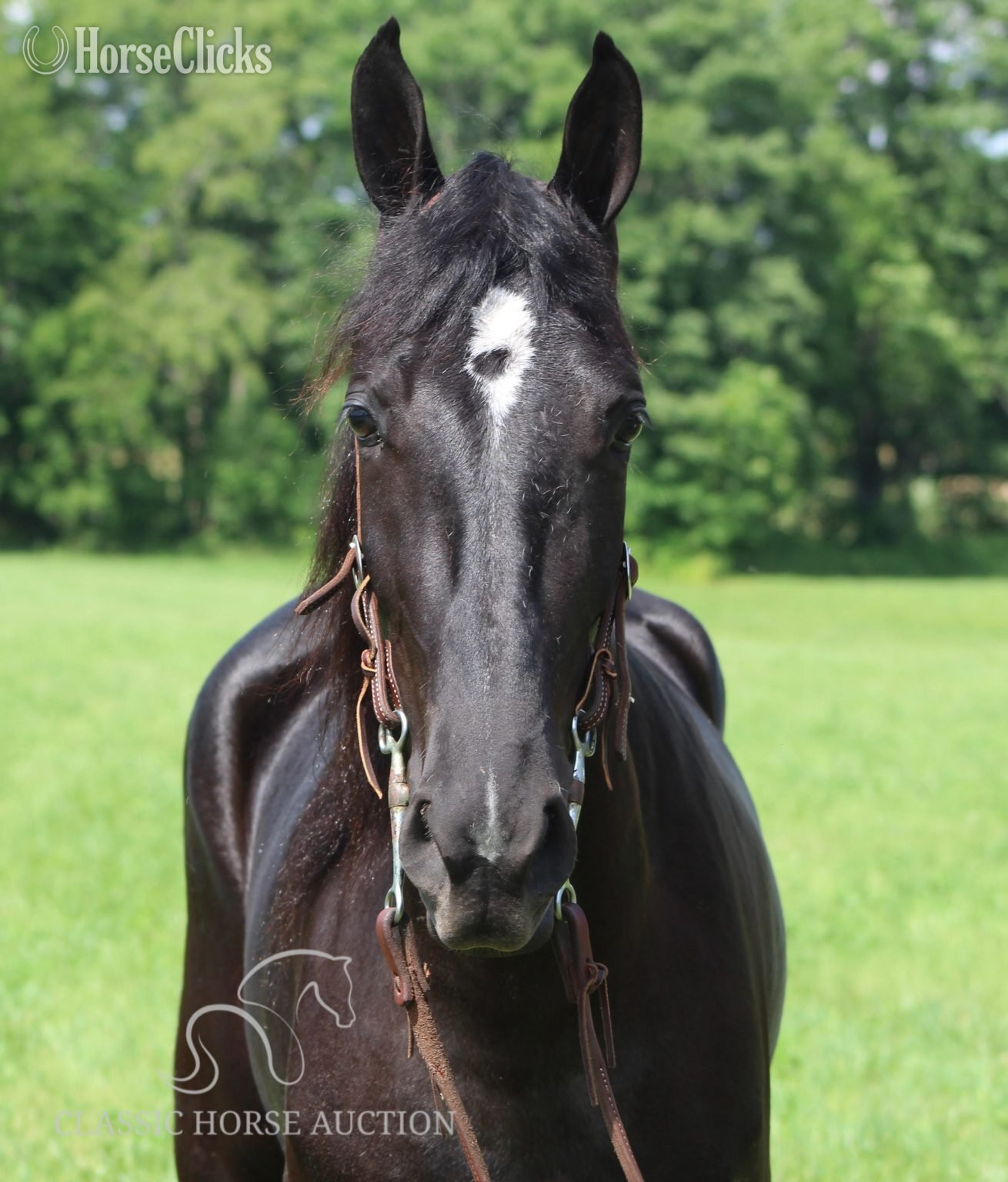 Kentucky "JENNA MIGHTY" Black Mare Tennessee Walker