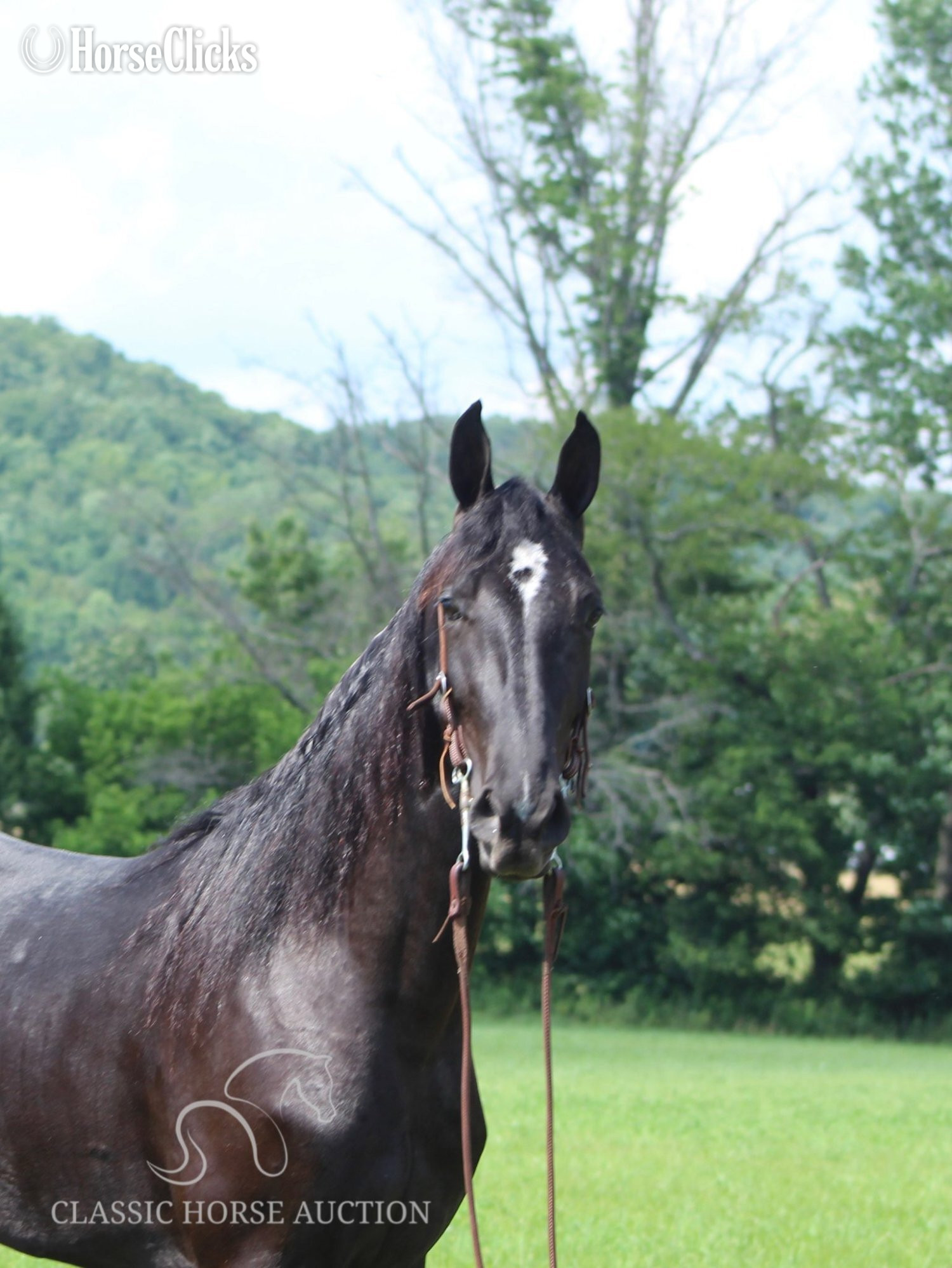 "JENNA MIGHTY" Black Mare Tennessee Walker - Tennessee Walker in Kentucky