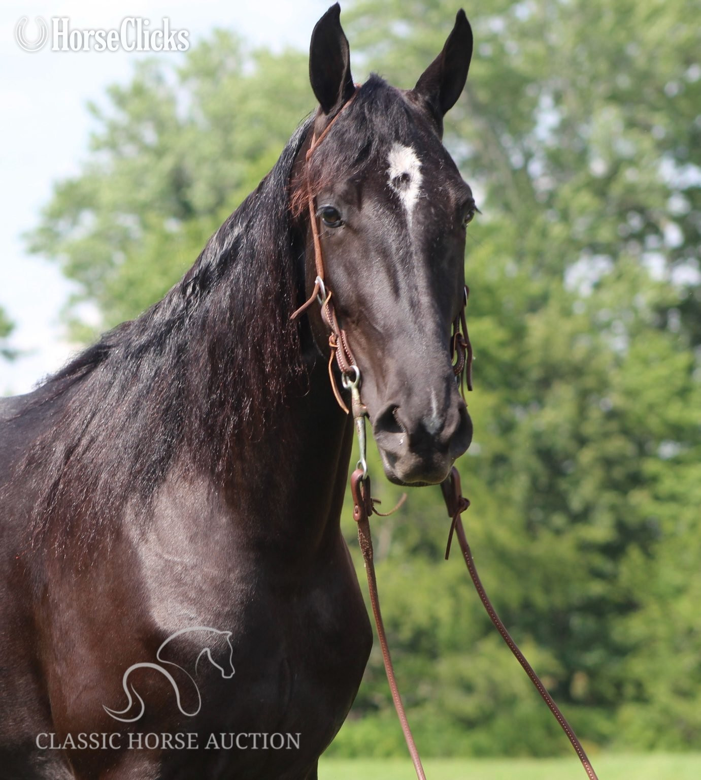 "JENNA MIGHTY" Black Mare Tennessee Walker - Tennessee Walker