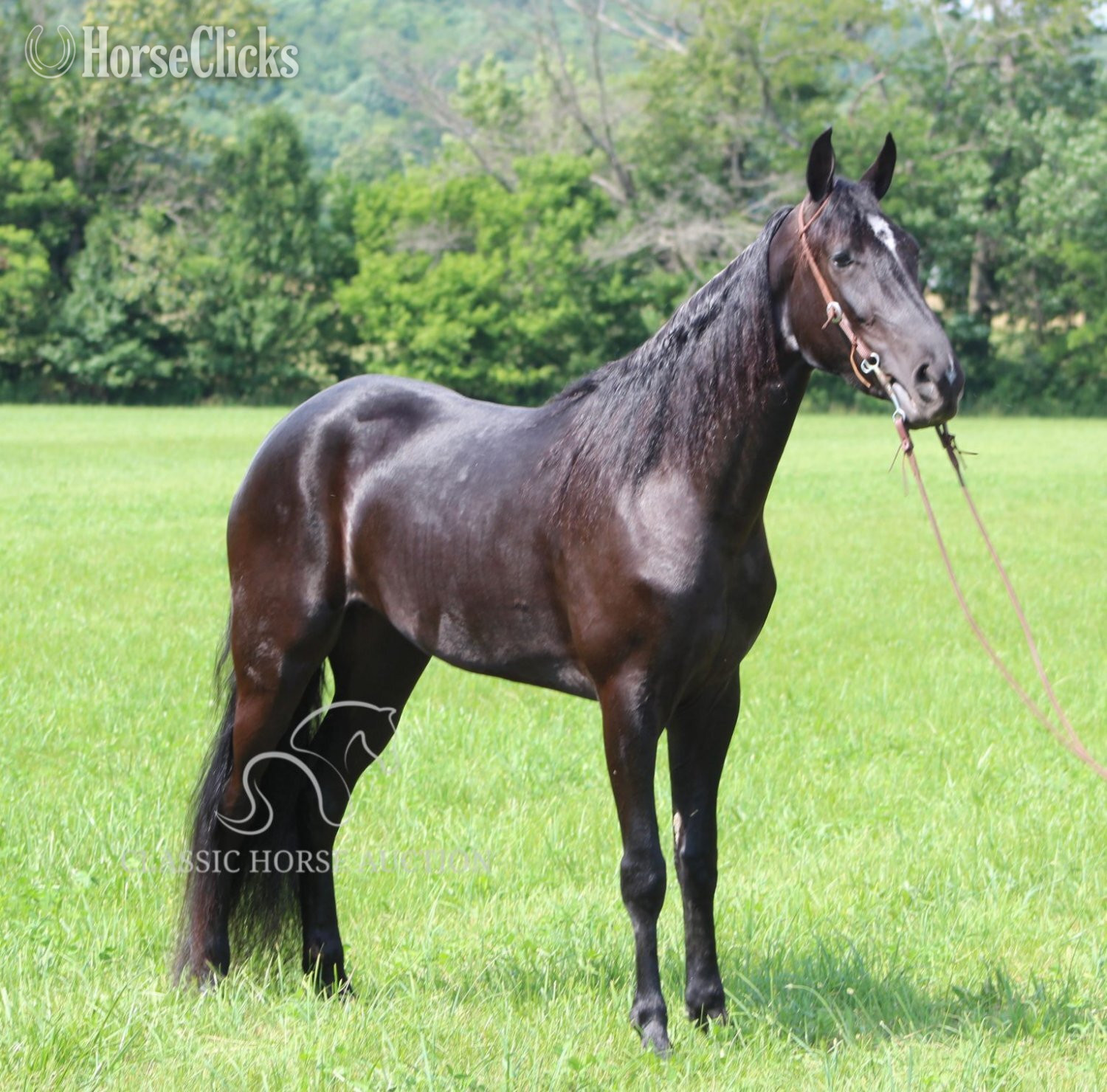 "JENNA MIGHTY" Black Mare Tennessee Walker Kentucky