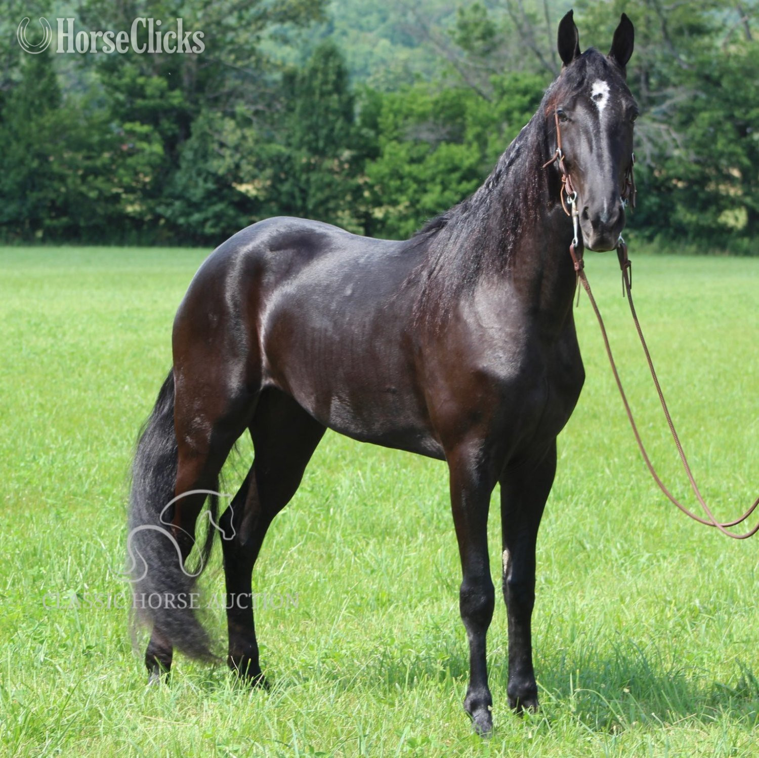 Tennessee Walker - "JENNA MIGHTY" Black Mare Tennessee Walker in Kentucky