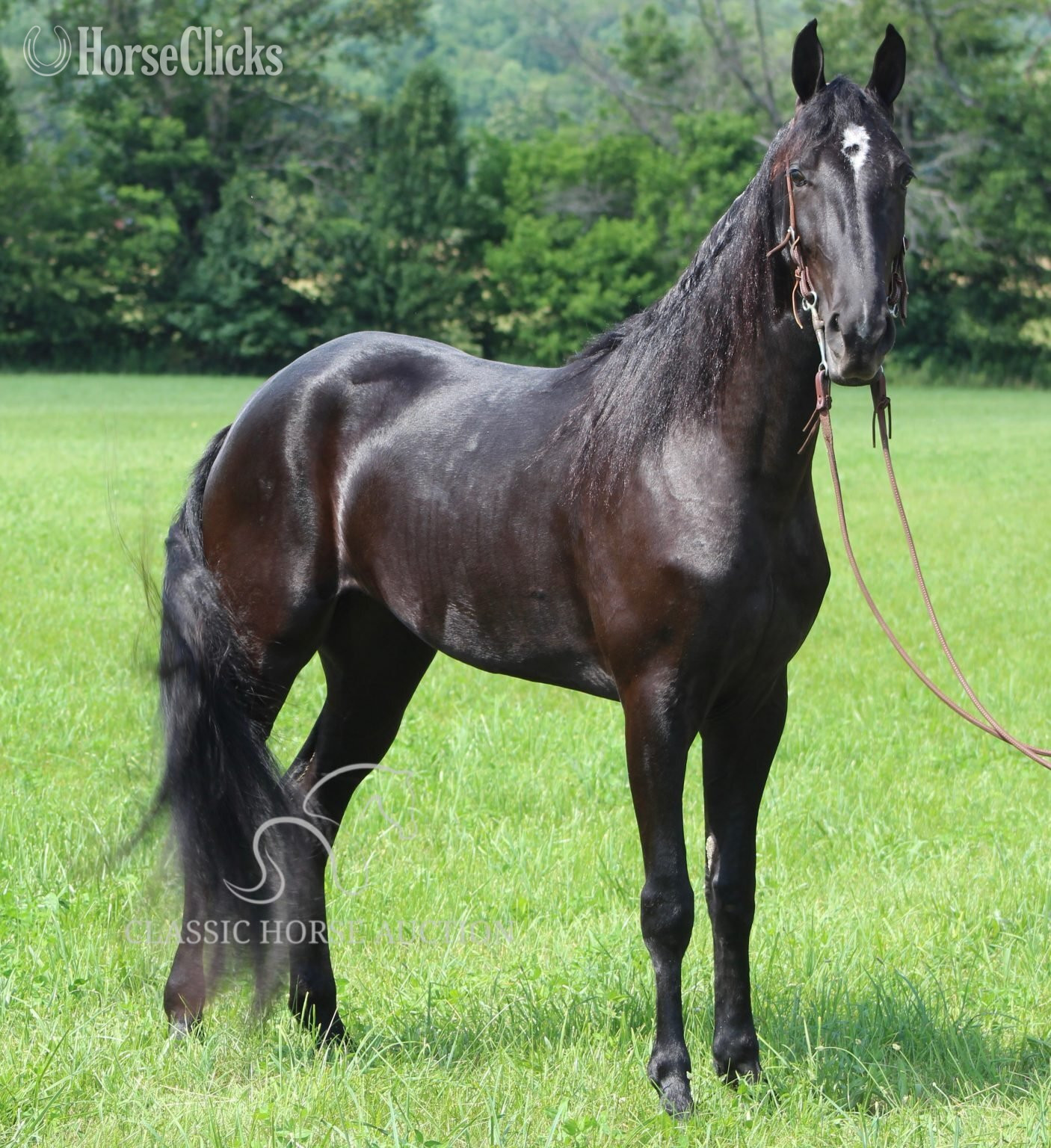 Tennessee Walker - "JENNA MIGHTY" Black Mare Tennessee Walker
