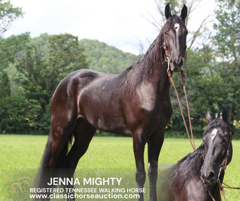 "JENNA MIGHTY" Black Mare Tennessee Walker