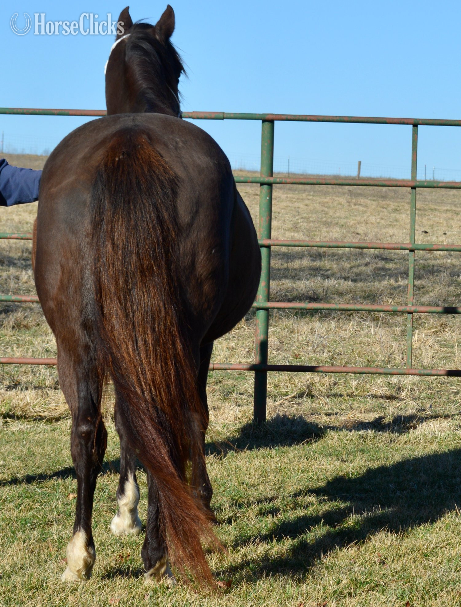 Missouri "My Tails On Fire - NFoal One Time Sannma" Black Mare Quarter Horse