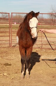"Washoe" Bay Colt Paint