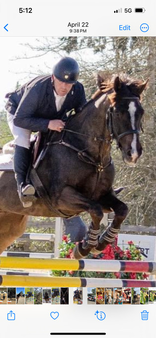 "Gratitude " Black Gelding Warmblood