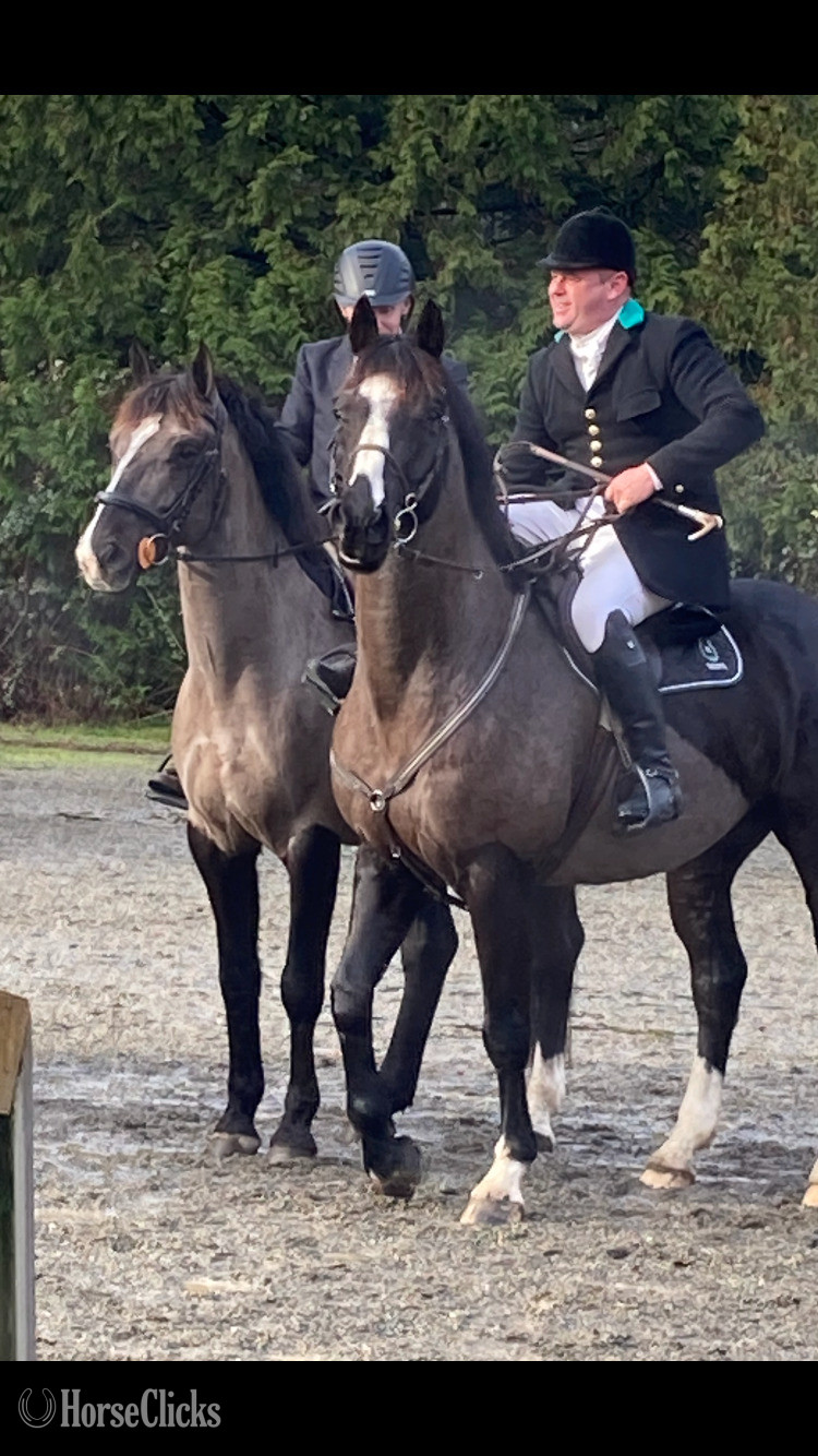 "Gratitude " Black Gelding Warmblood