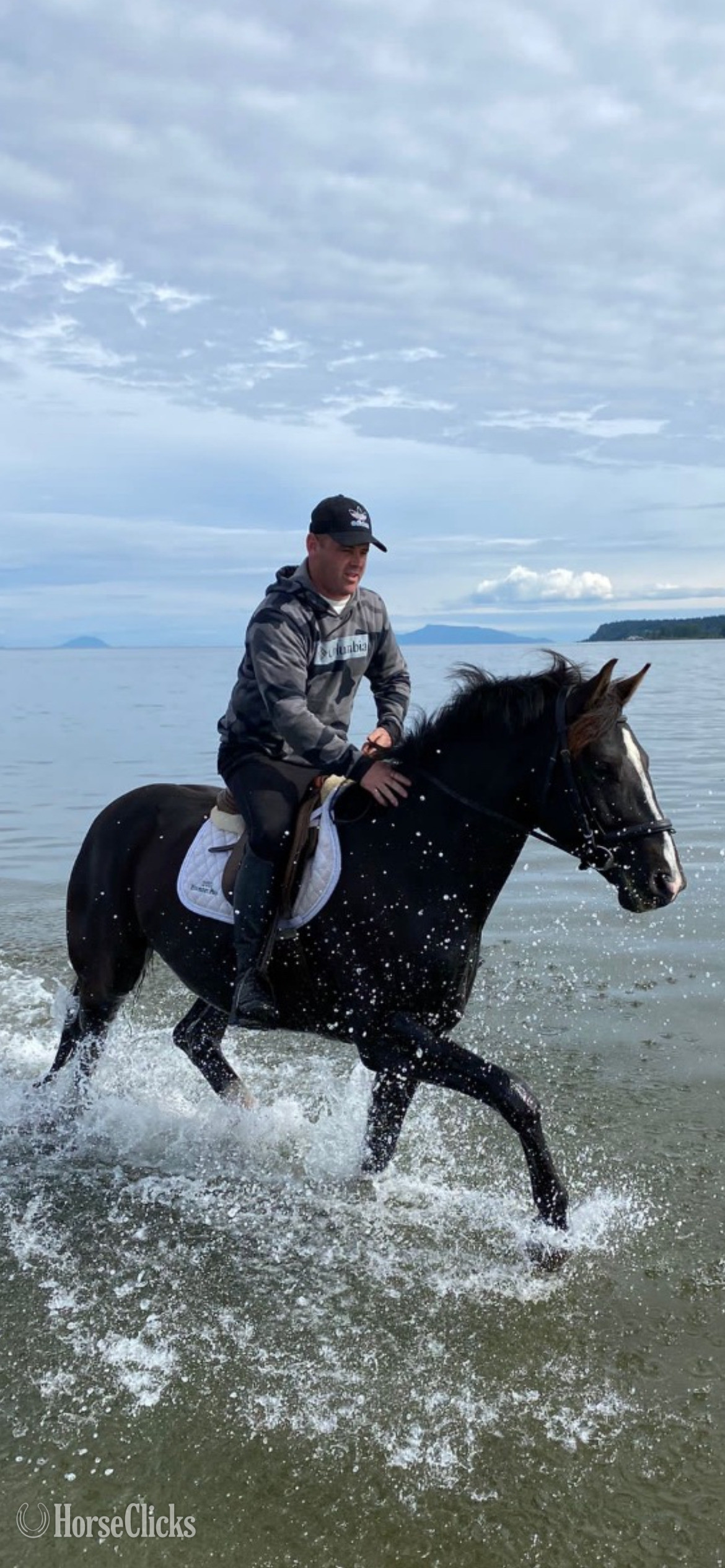British Columbia "Gratitude " Black Gelding Warmblood