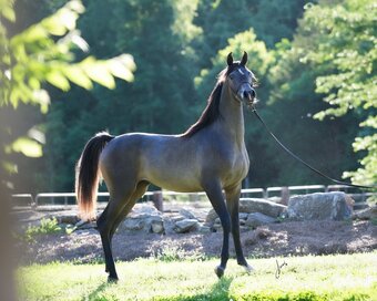 "EC Pieta" Grey Filly Arabian