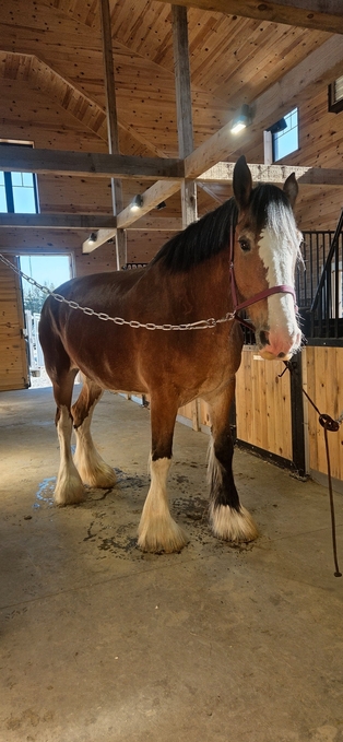 "BRIN" Bay Mare Clydesdale
