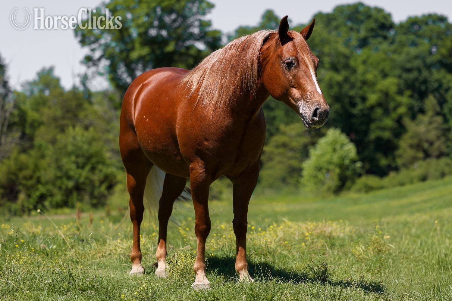 "Tami" Sorrel Mare POA in Kentucky