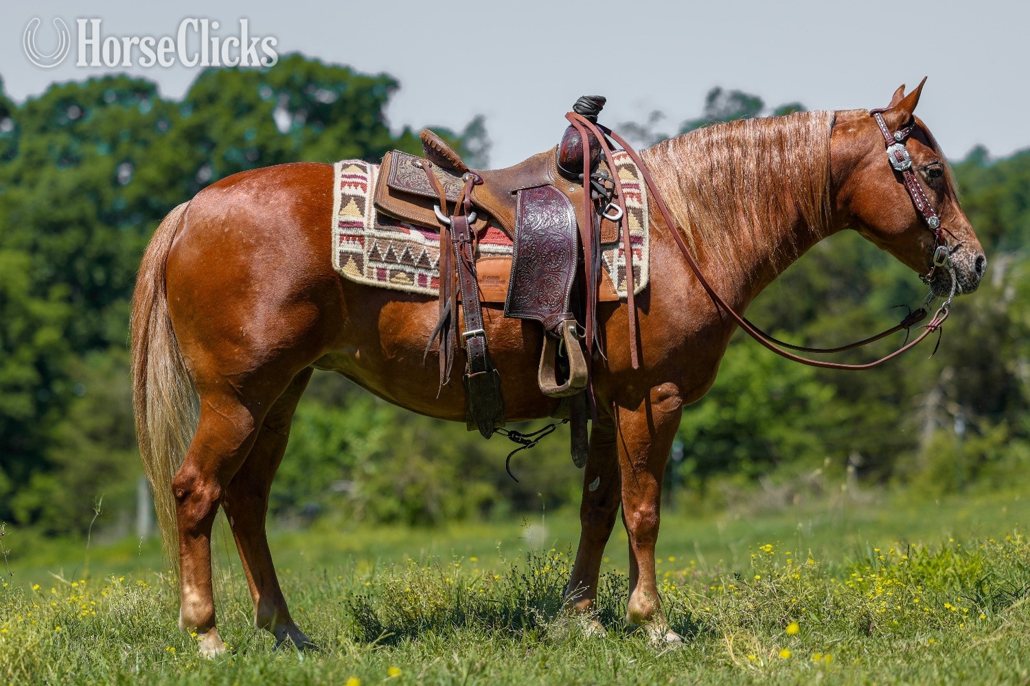 "Tami" Sorrel Mare POA