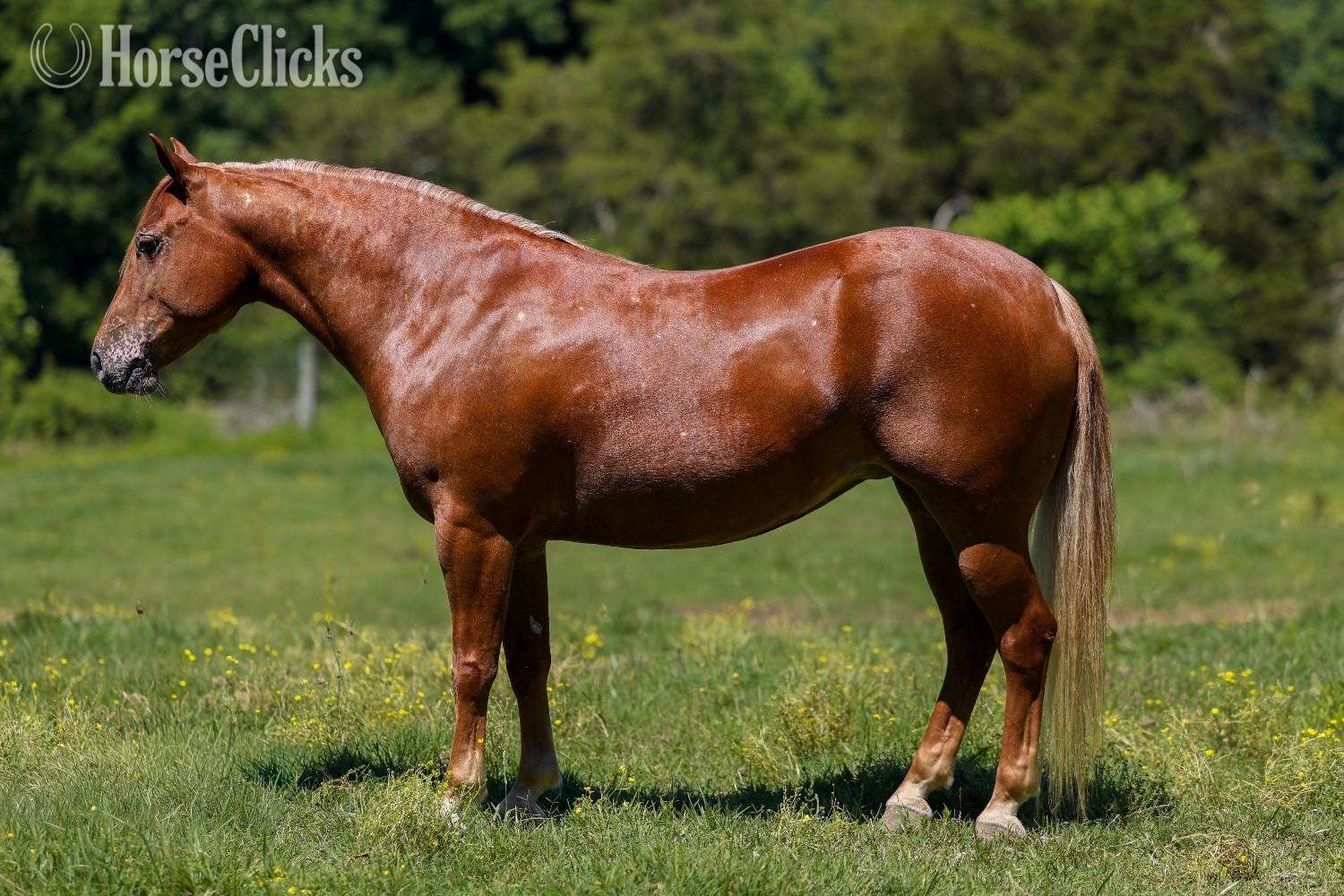 Kentucky "Tami" Sorrel Mare POA