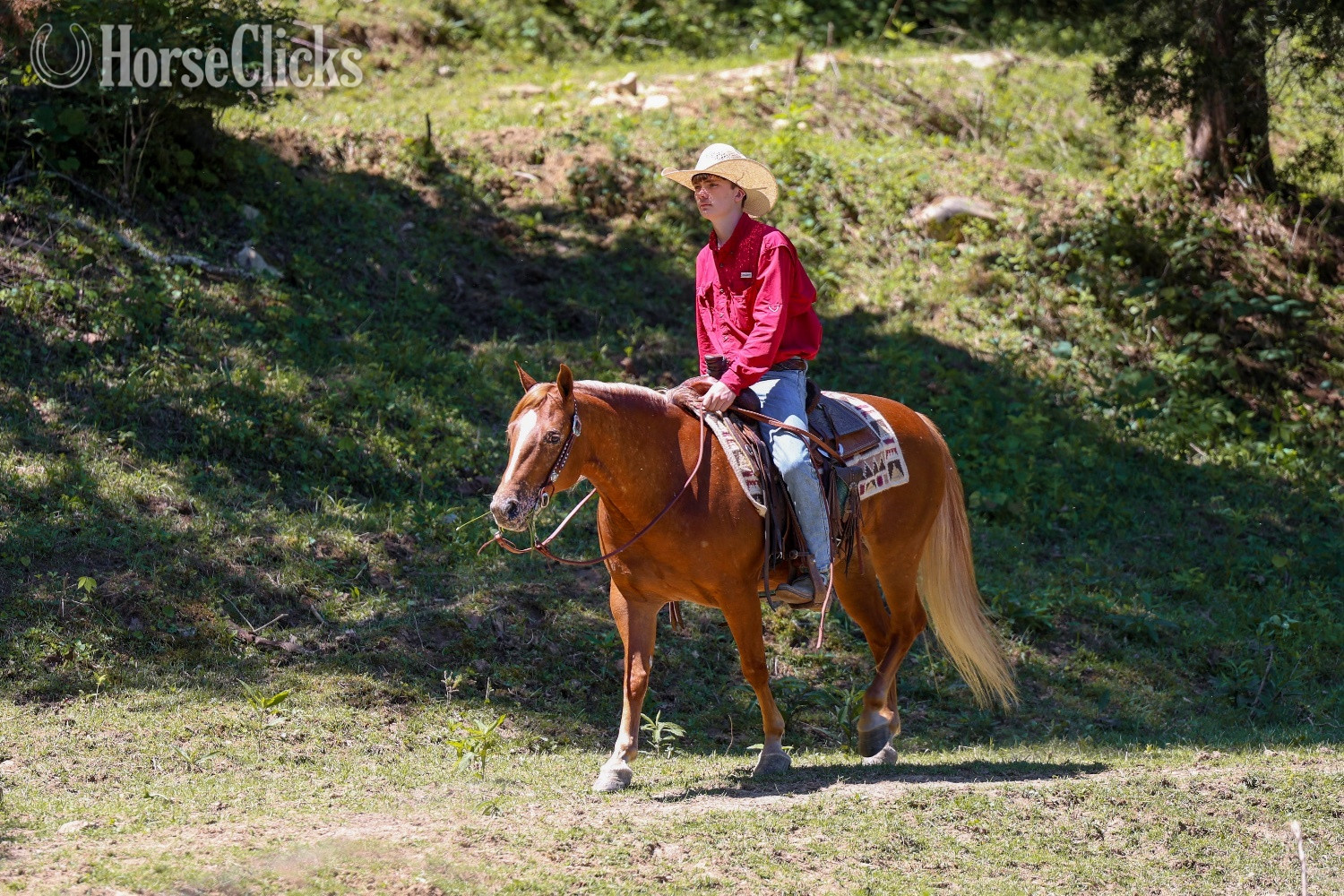 "Tami" Sorrel Mare POA Kentucky