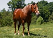 "Tami" Sorrel Mare POA