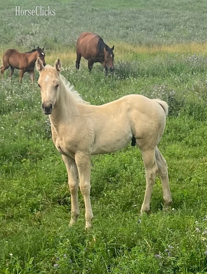 "Dash " Palomino Colt Quarter Horse