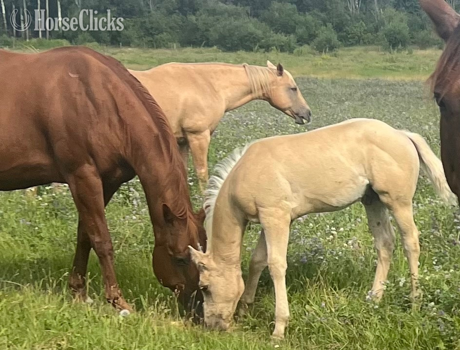 Alberta "Dash " Palomino Colt Quarter Horse