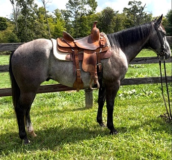 "Cisco" Grey Gelding Quarter Horse