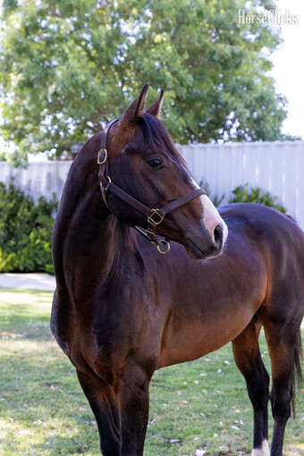 "Apollo" Bay Stallion Arabian Cross