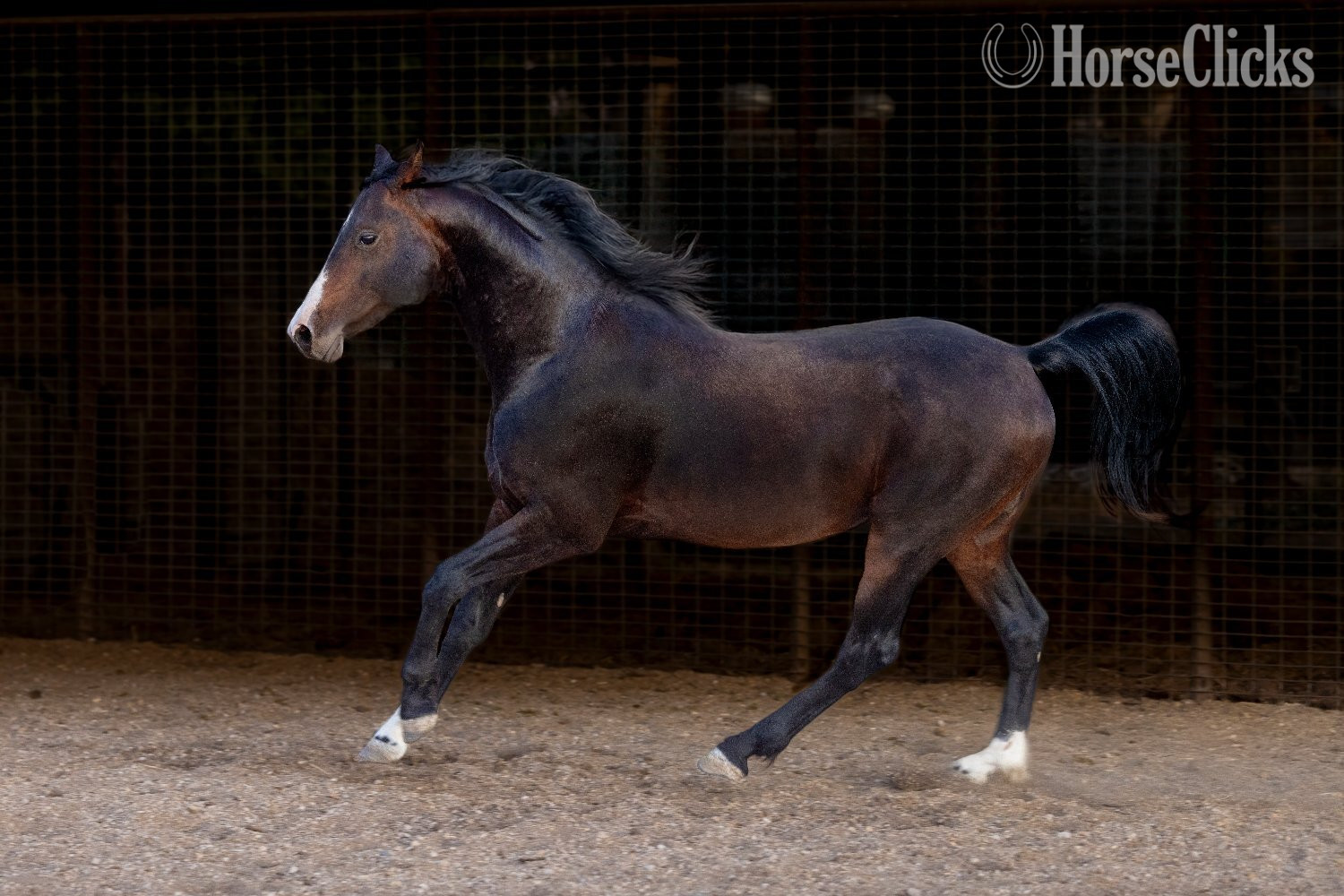 California "Apollo" Bay Stallion Arabian Cross
