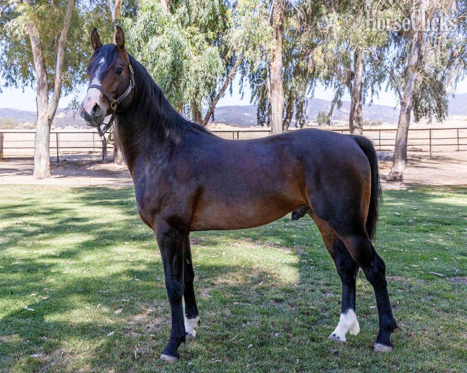 "Apollo" Bay Stallion Arabian Cross - Arabian Cross in California