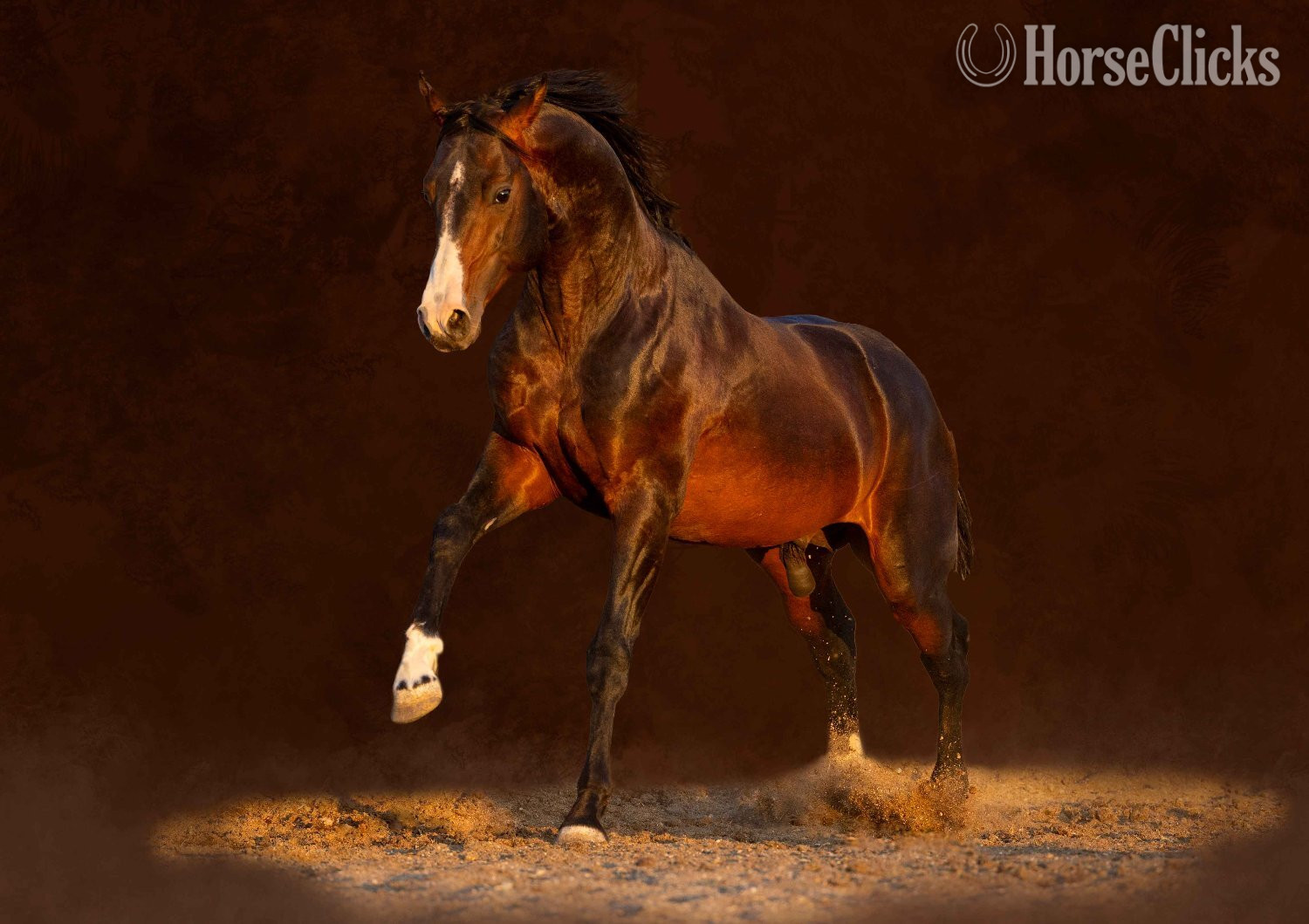 "Apollo" Bay Stallion Arabian Cross - Arabian Cross