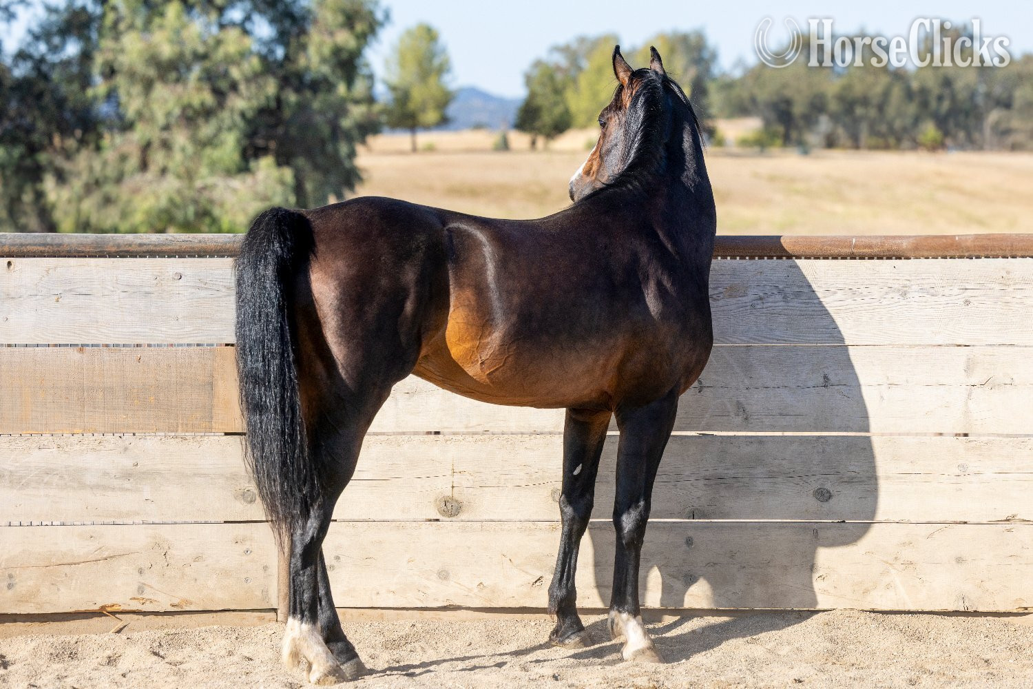 "Apollo" Bay Stallion Arabian Cross California