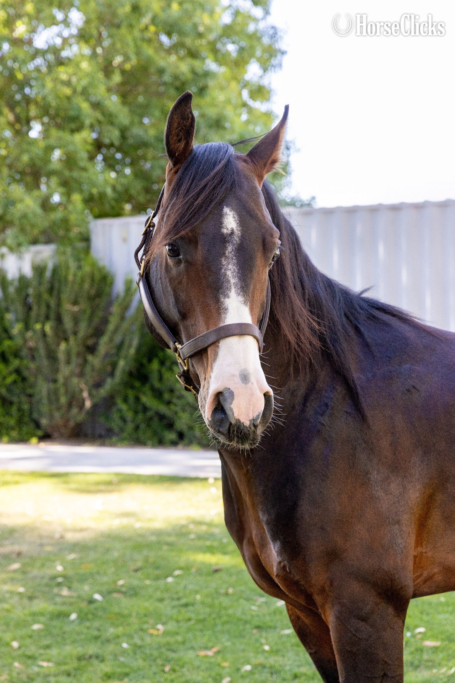 Arabian Cross - "Apollo" Bay Stallion Arabian Cross in California