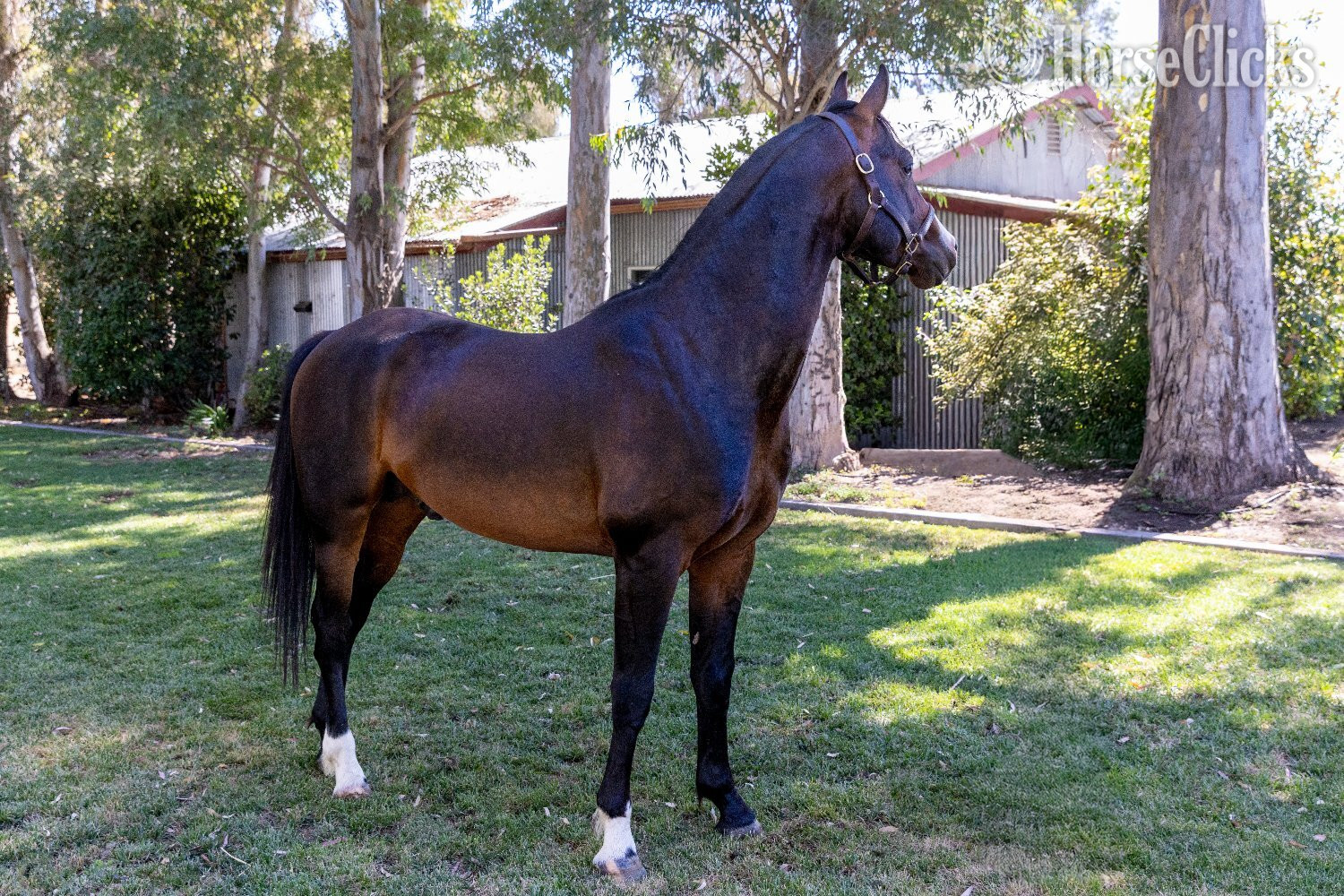 Arabian Cross - "Apollo" Bay Stallion Arabian Cross