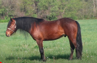 "Mario" Bay Gelding Mustang