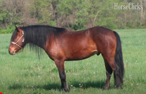 "Mario" Bay Gelding Mustang in Illinois