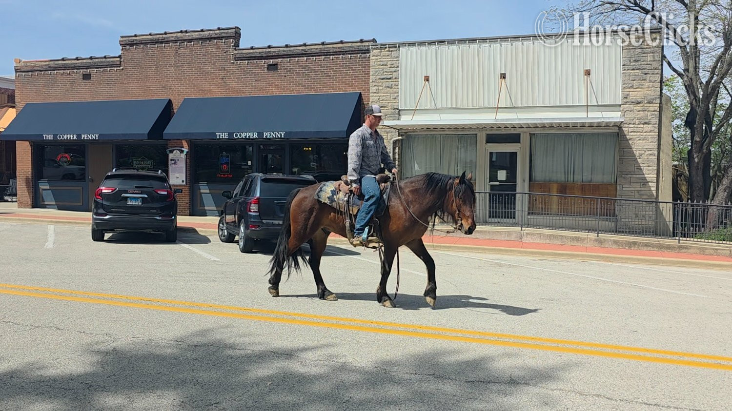 "Mario" Bay Gelding Mustang