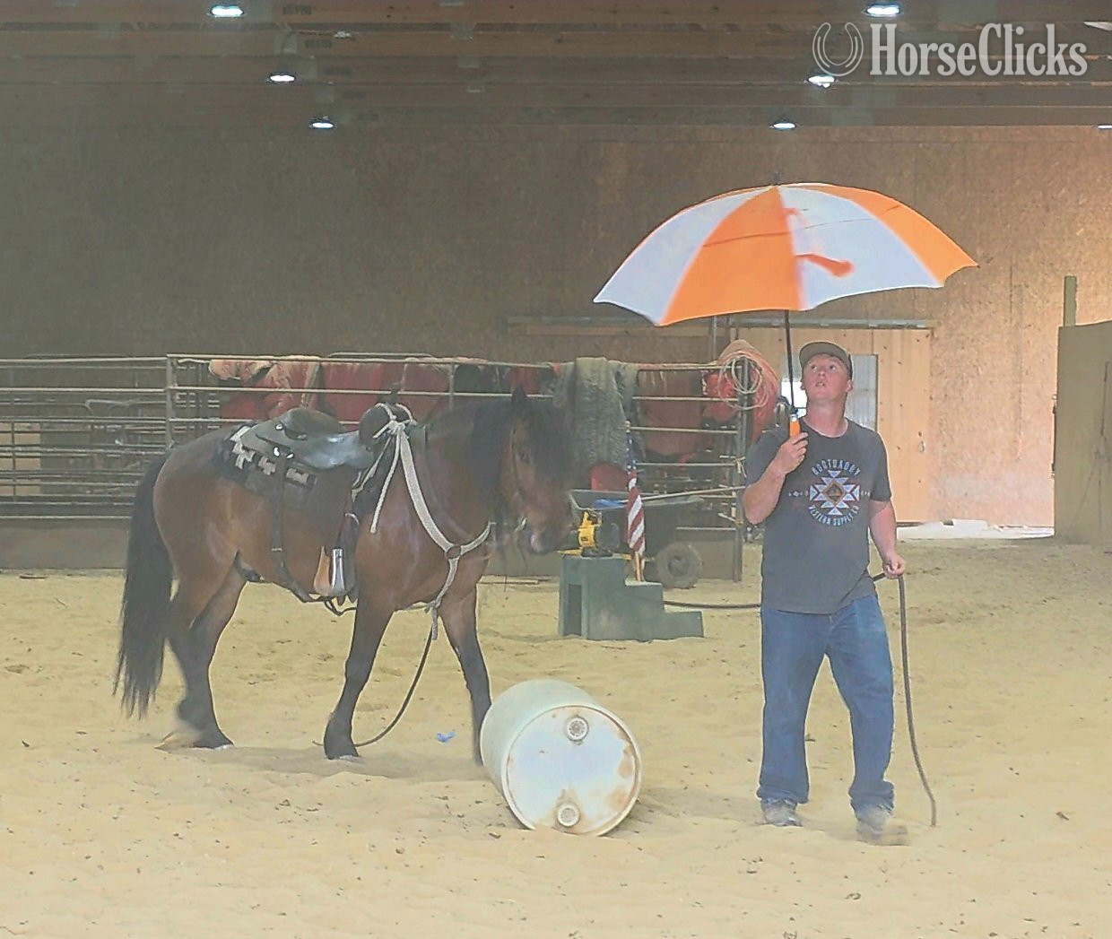 "Mario" Bay Gelding Mustang - Mustang in Illinois