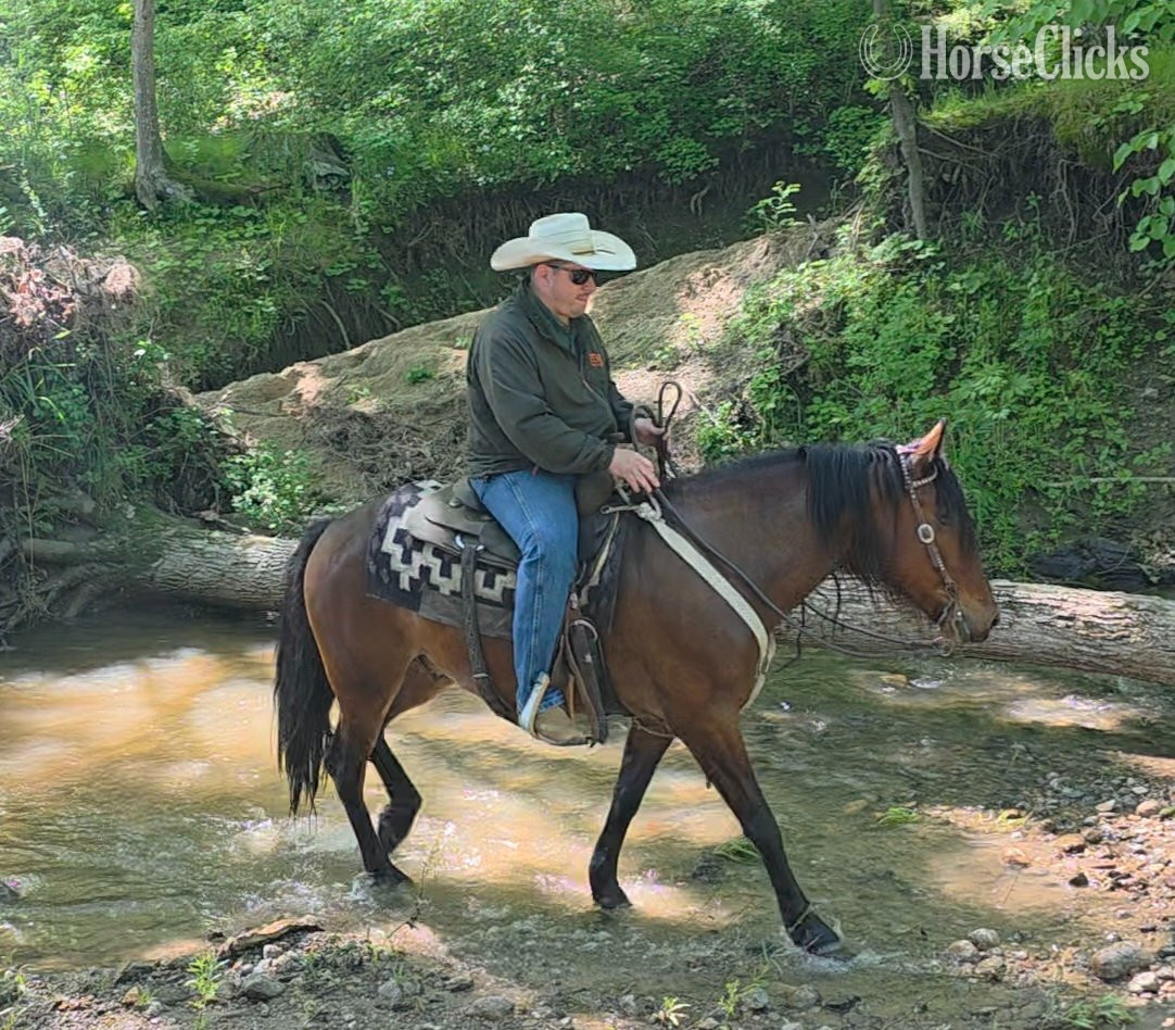 "Mario" Bay Gelding Mustang - Mustang