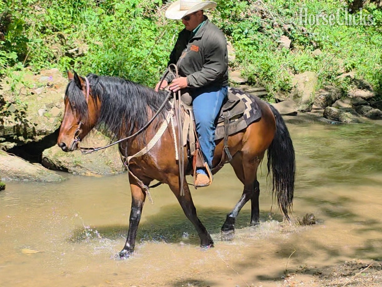 "Mario" Bay Gelding Mustang Illinois
