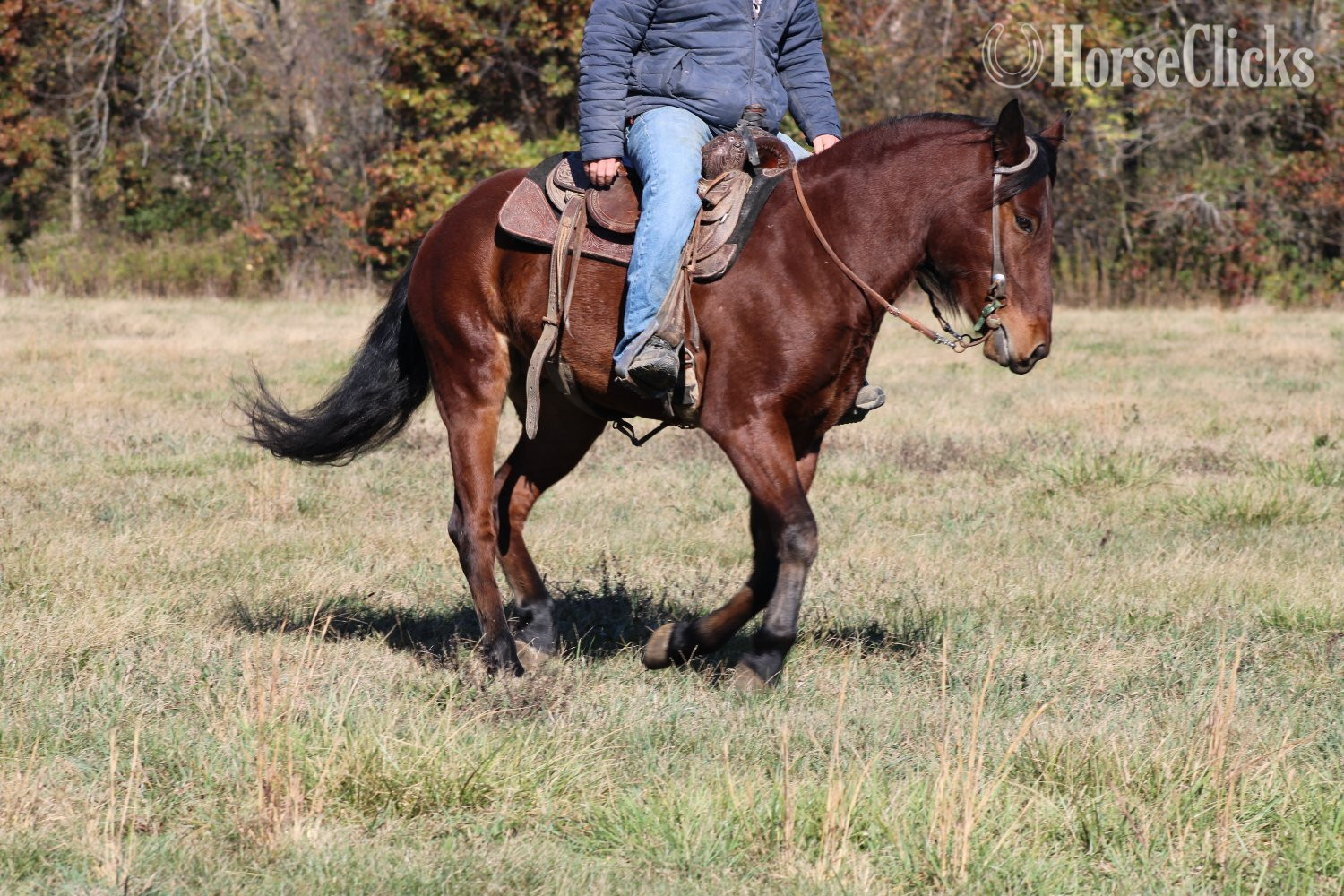 Mustang - "Mario" Bay Gelding Mustang in Illinois