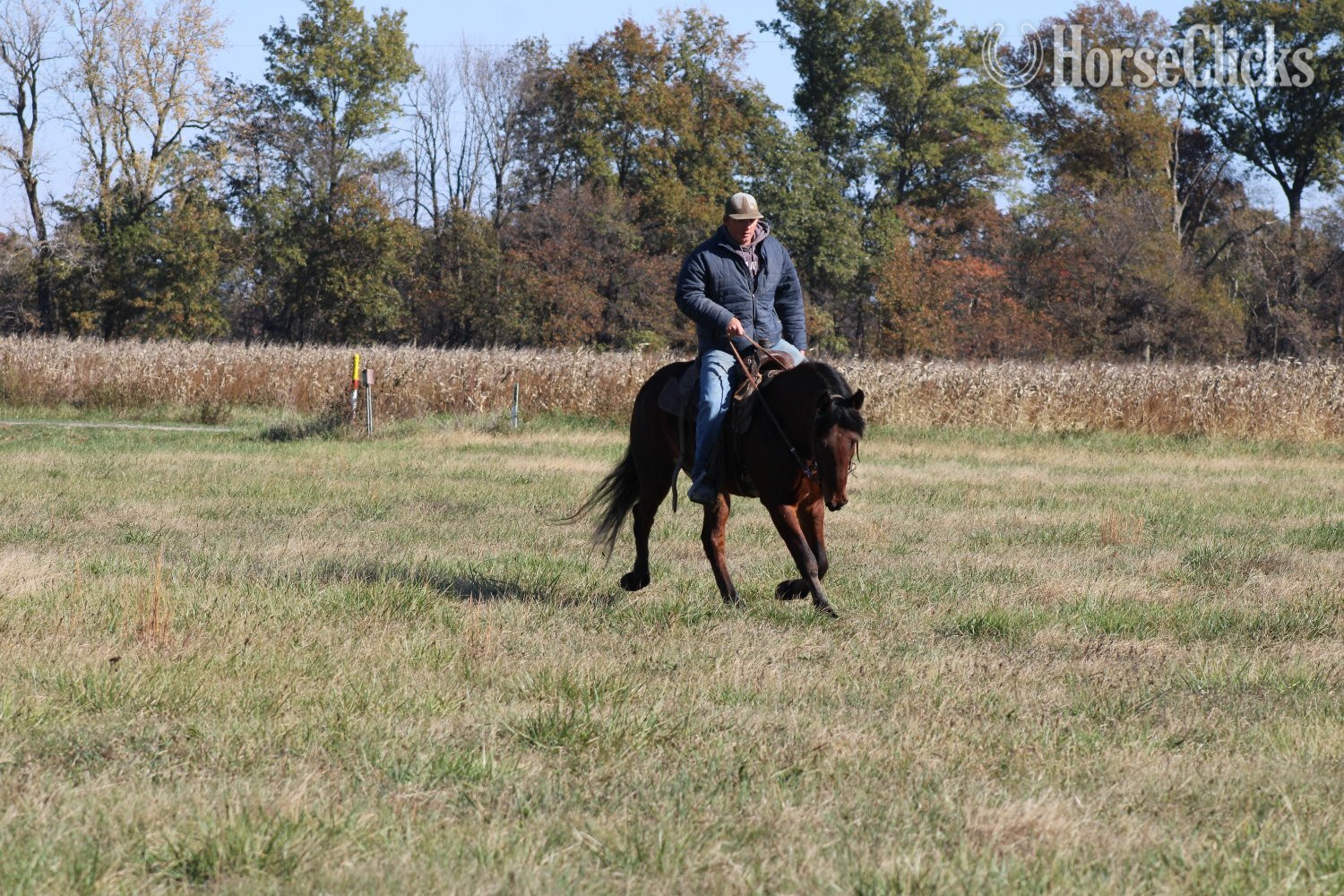 Mustang - "Mario" Bay Gelding Mustang