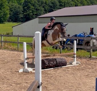 "Johnny Be Good " Buckskin Gelding Paint