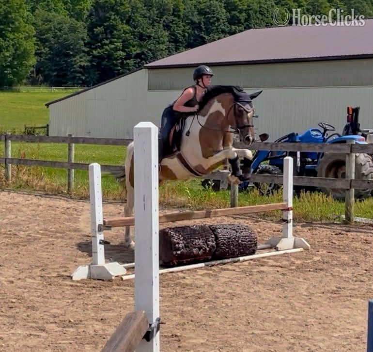 "Johnny Be Good " Buckskin Gelding Paint in New York
