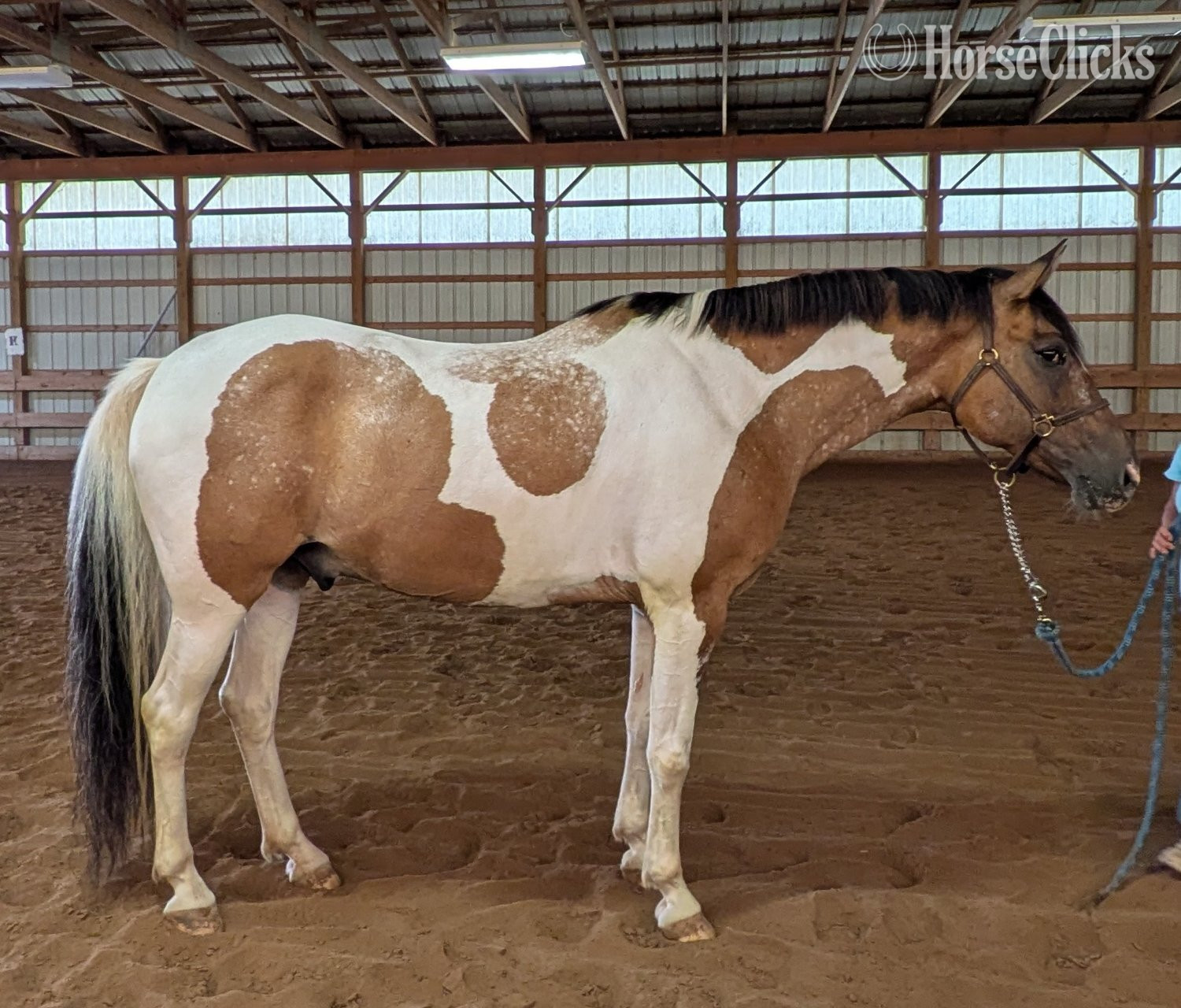 "Johnny Be Good " Buckskin Gelding Paint